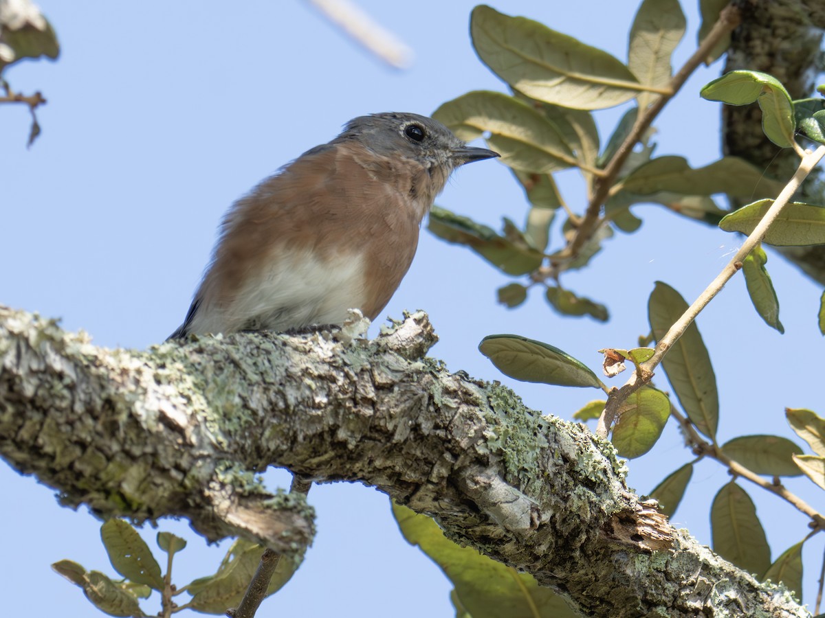 Eastern Bluebird - ML641962455