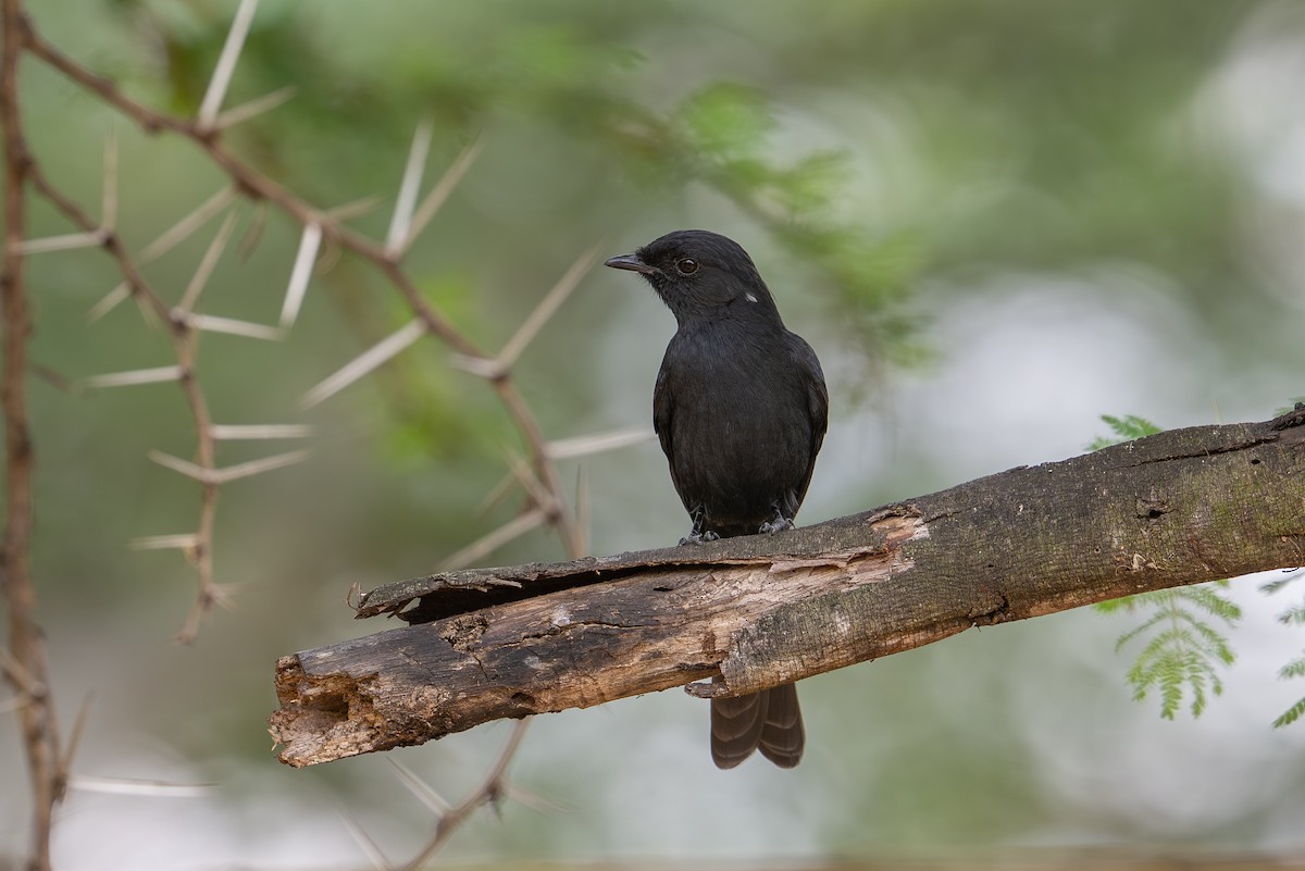 Northern Black-Flycatcher - ML641962460