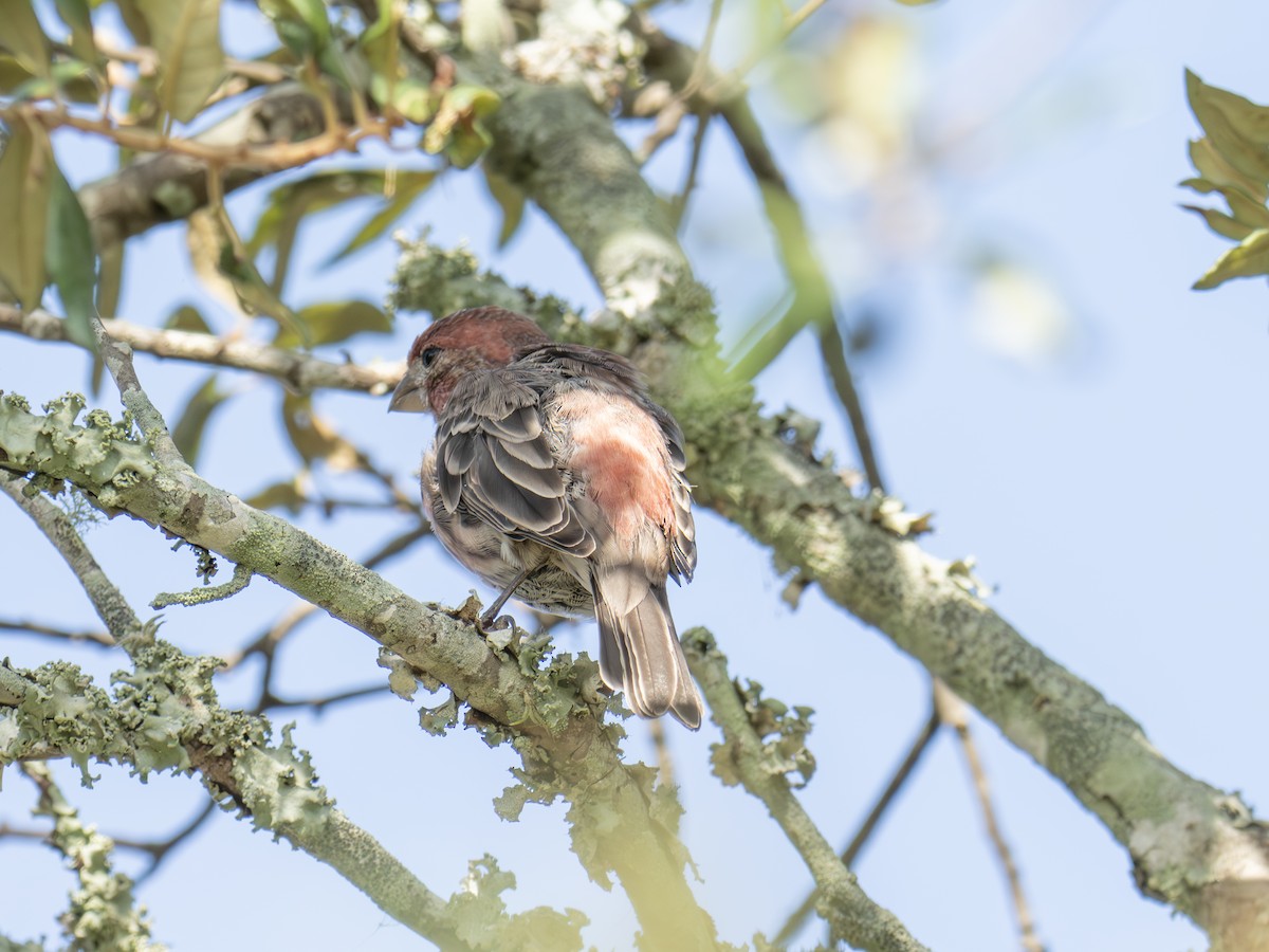 House Finch - ML641962461