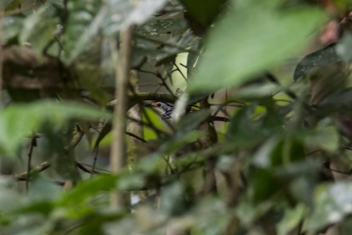 Striped Wren-Babbler - ML641962473