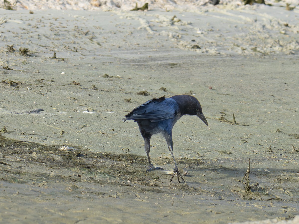 Boat-tailed Grackle - ML641962475