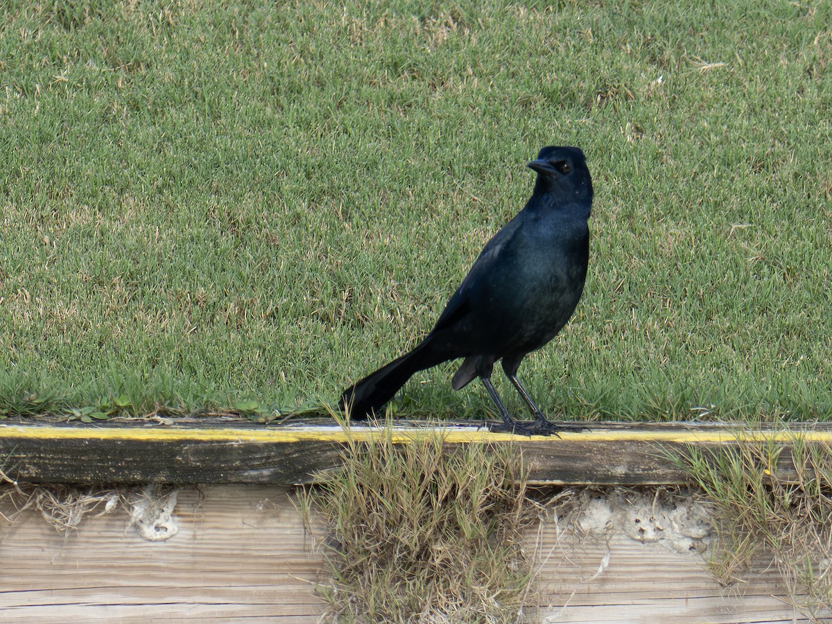 Boat-tailed Grackle - ML641962476