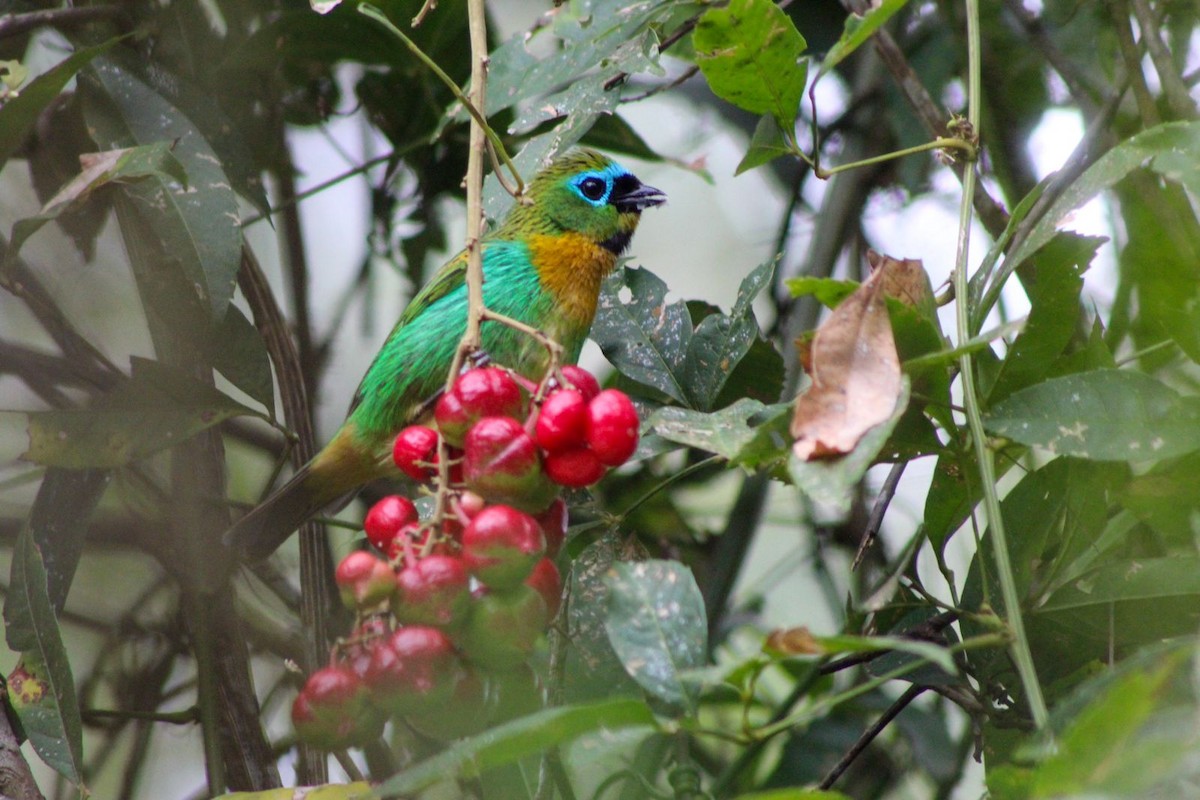 Brassy-breasted Tanager - ML641962488