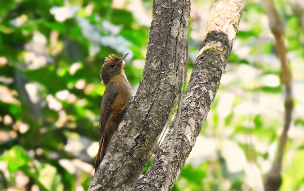 Plain-winged Woodcreeper - ML641962495
