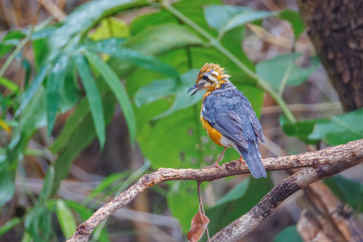 Orange-headed Thrush - ML641962497