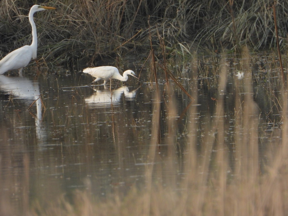 Little Egret - ML641962501