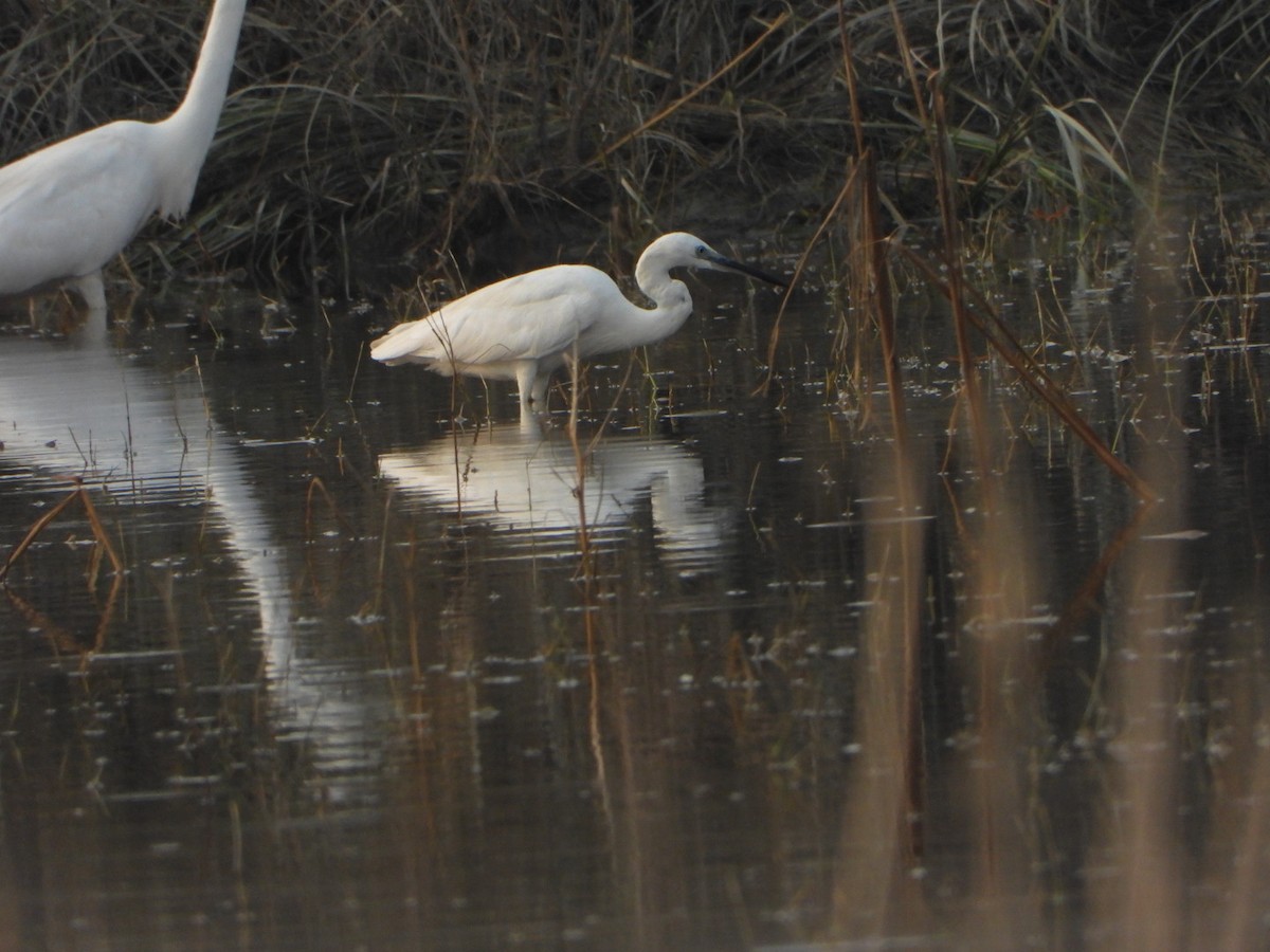 Little Egret - ML641962502