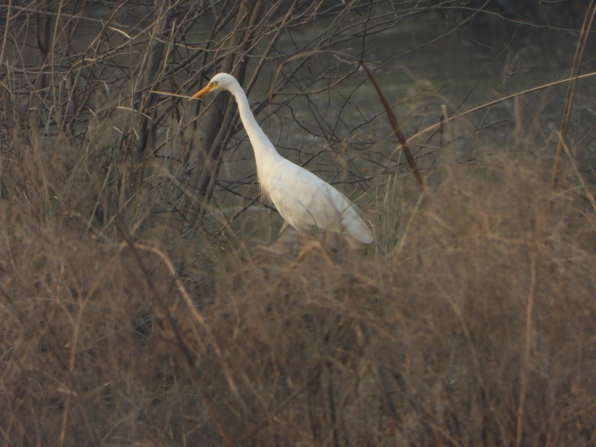 Medium Egret - ML641962521