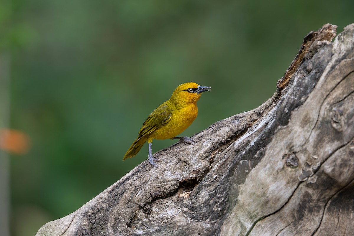 Spectacled Weaver - ML641962527