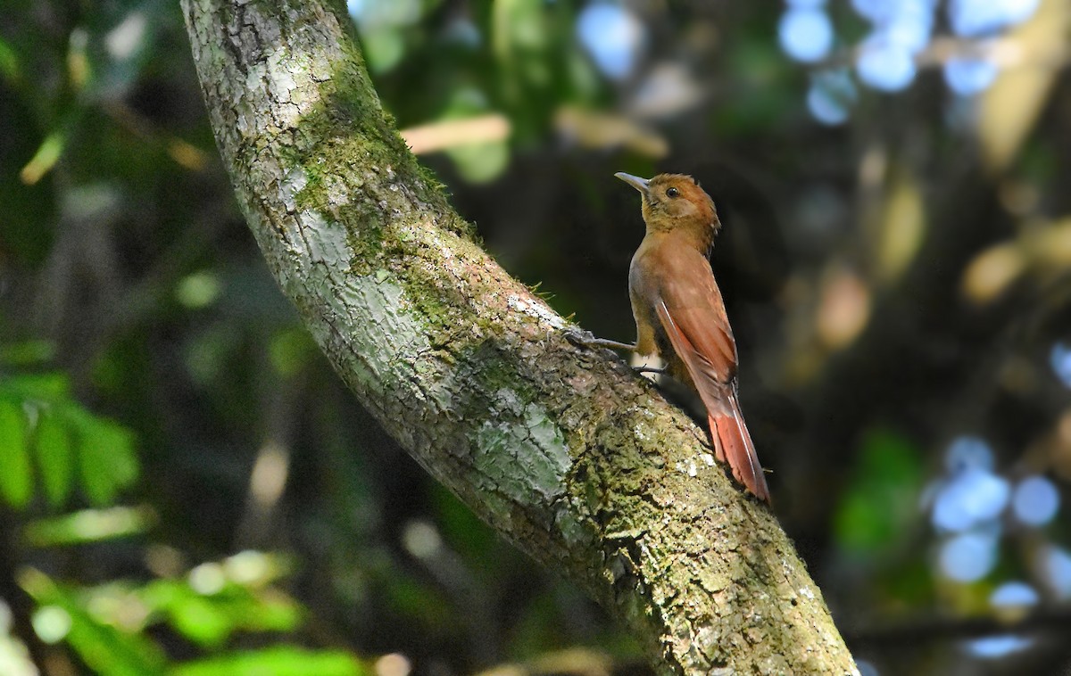 Plain-winged Woodcreeper - ML641962541