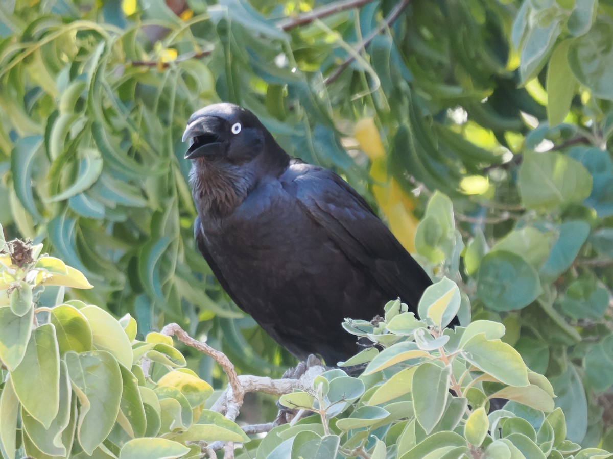 Torresian Crow - ML641962547