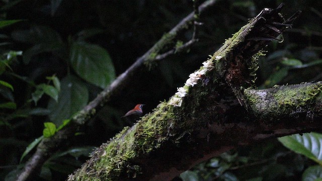 Riverside Wren - ML641962556