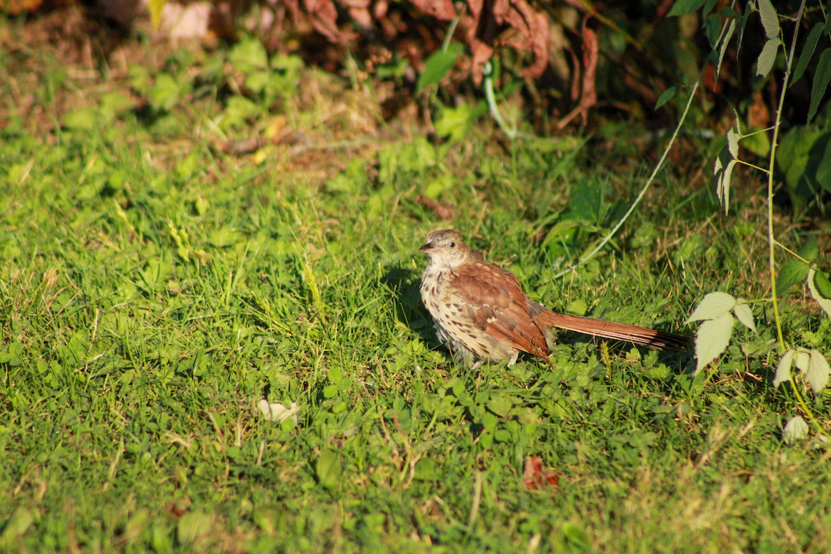 Brown Thrasher - ML641962562