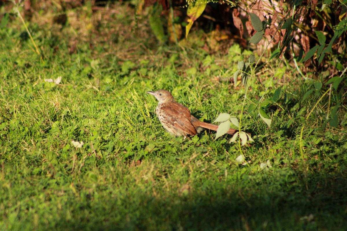 Brown Thrasher - ML641962563