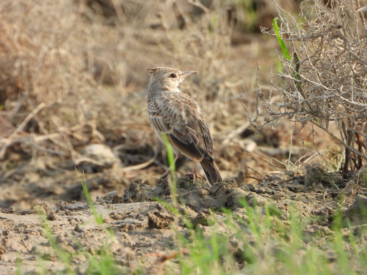 Crested Lark - ML641962571