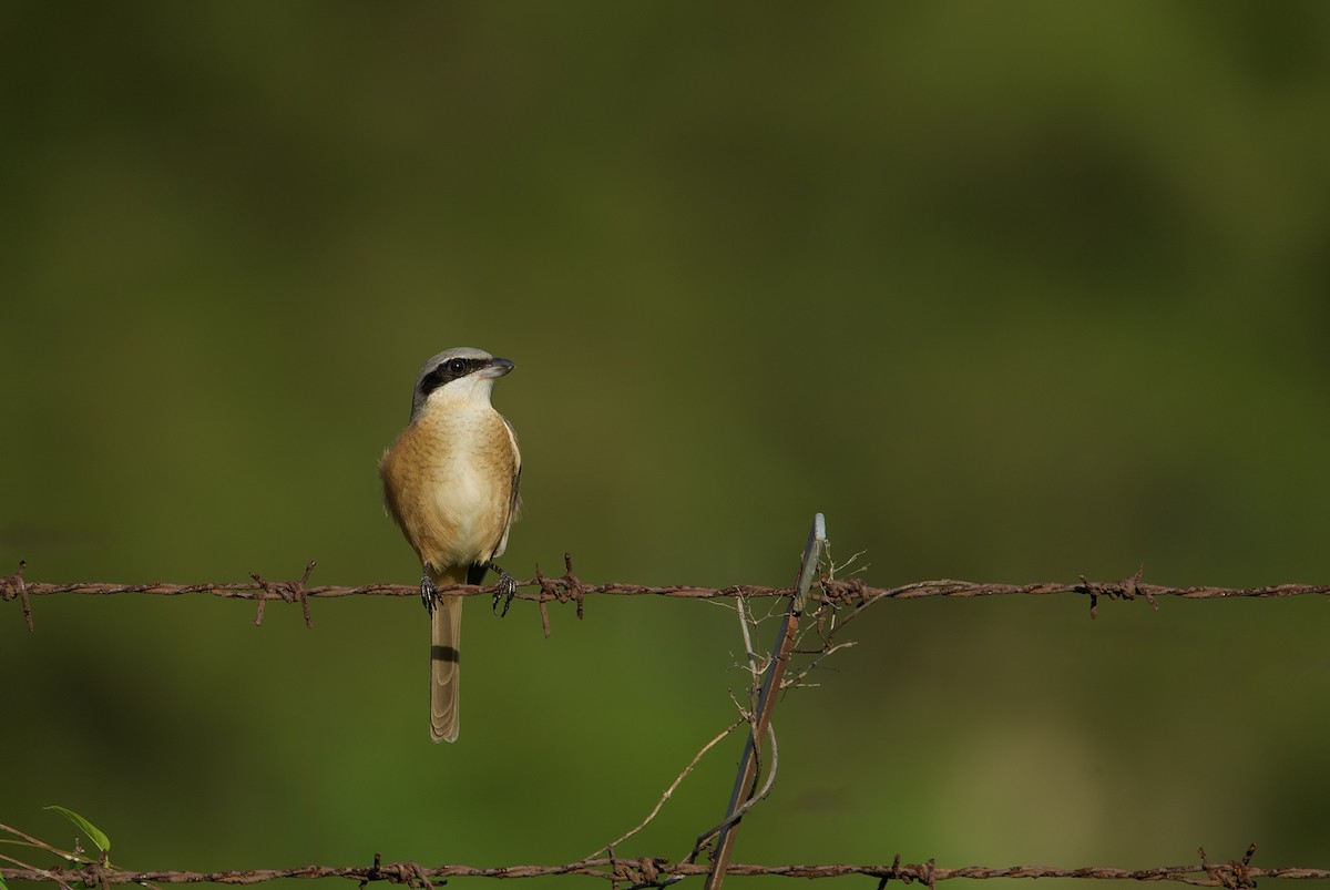 Brown Shrike (Philippine) - ML641962573