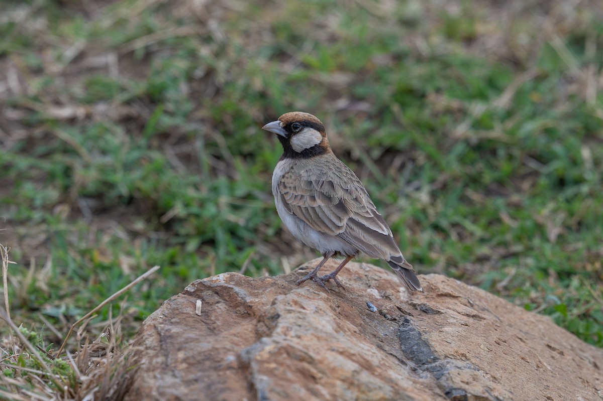 Fischer's Sparrow-Lark - ML641962585