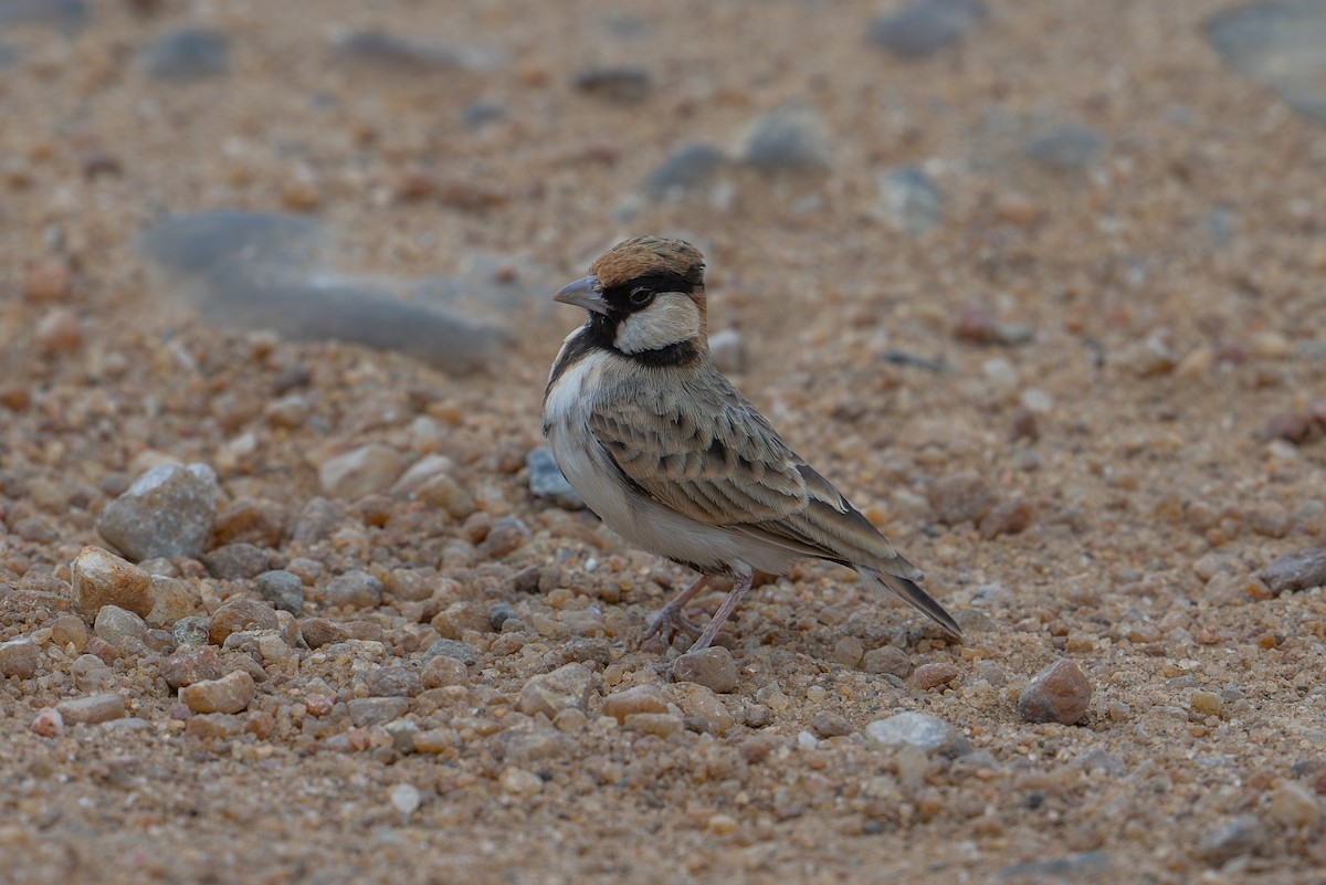 Fischer's Sparrow-Lark - ML641962587