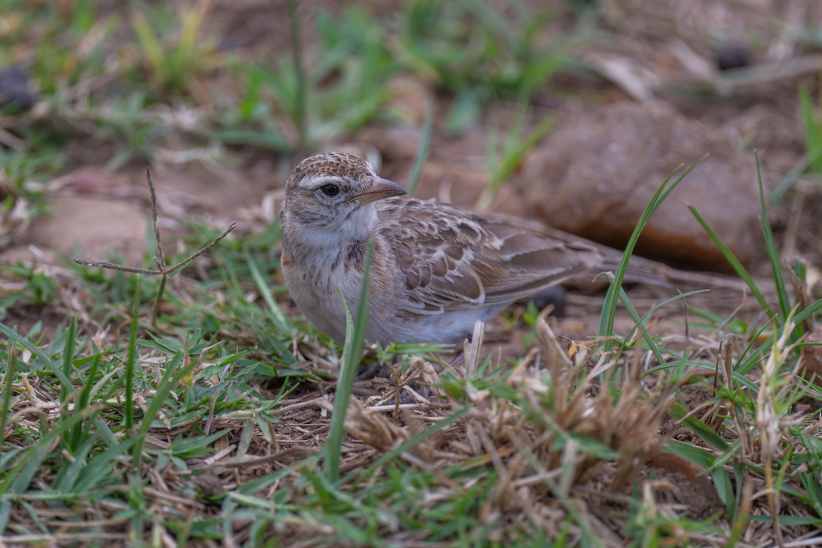 Fischer's Sparrow-Lark - ML641962592