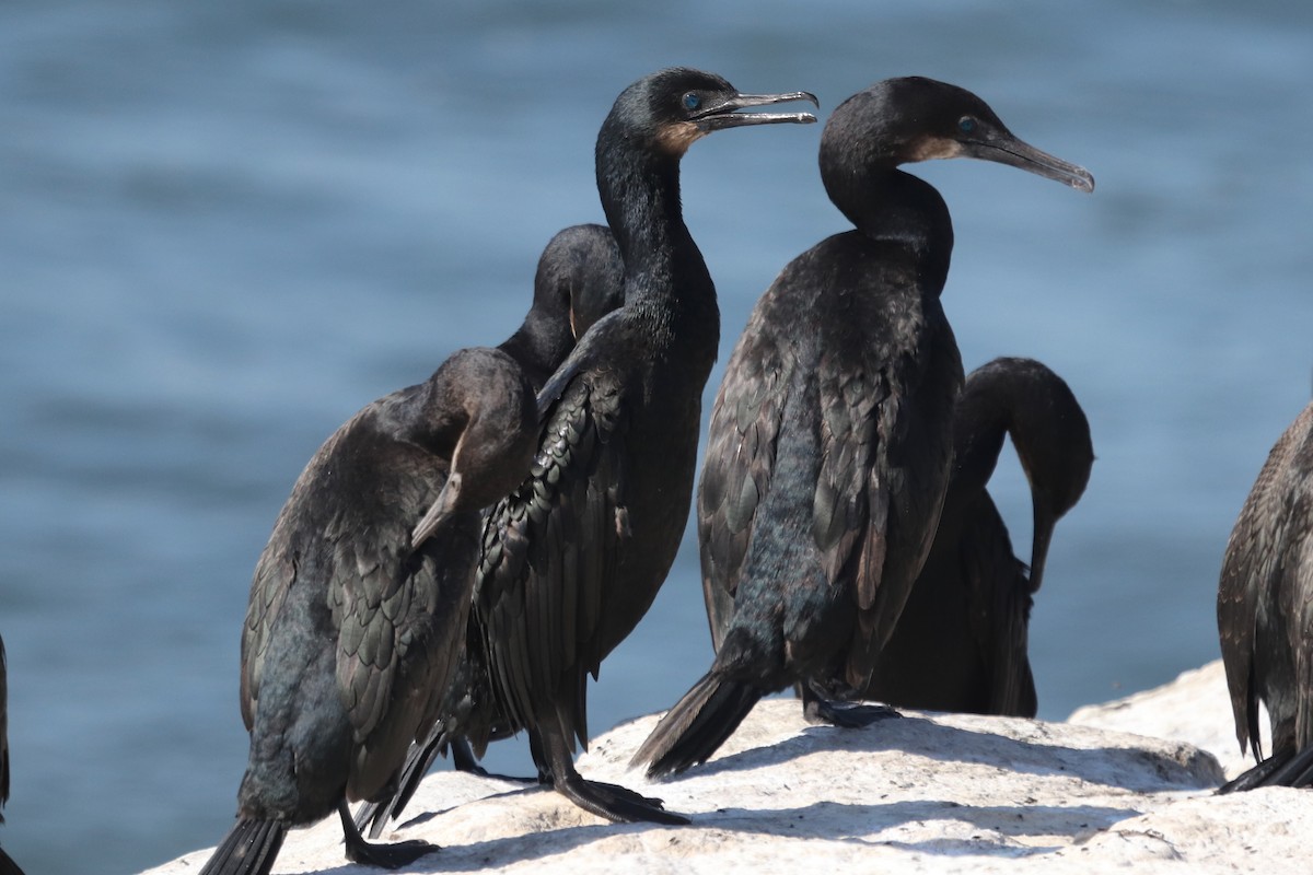 Brandt's Cormorant - ML641962598
