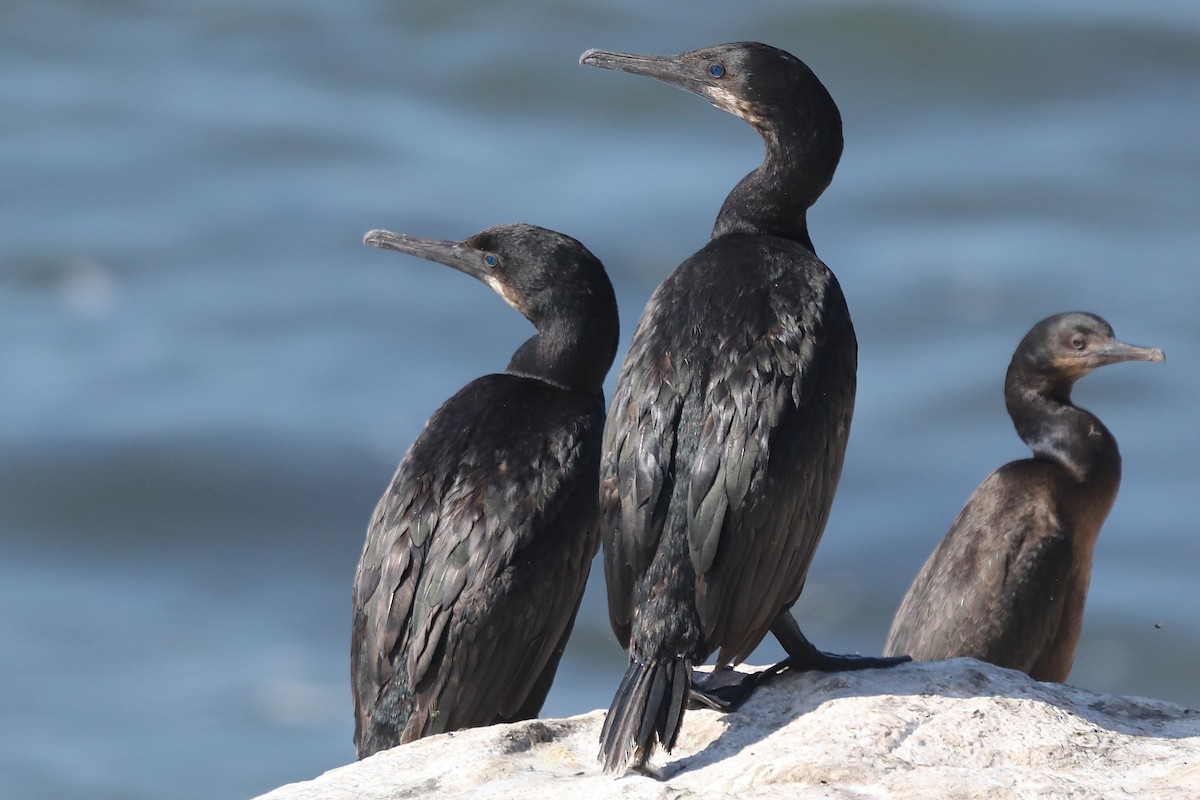 Brandt's Cormorant - ML641962602