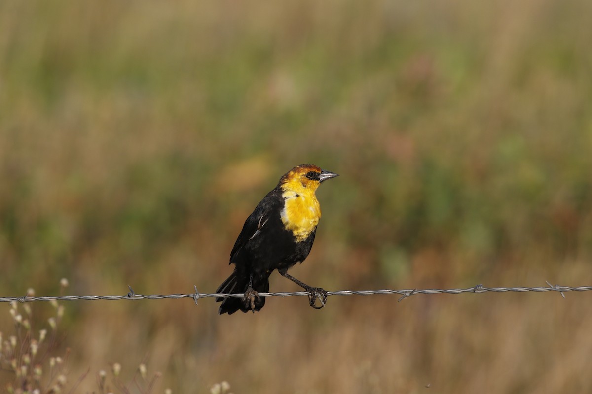 Yellow-headed Blackbird - ML641962604