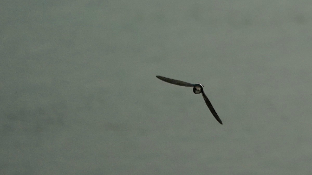 Little Swift - ML641962609