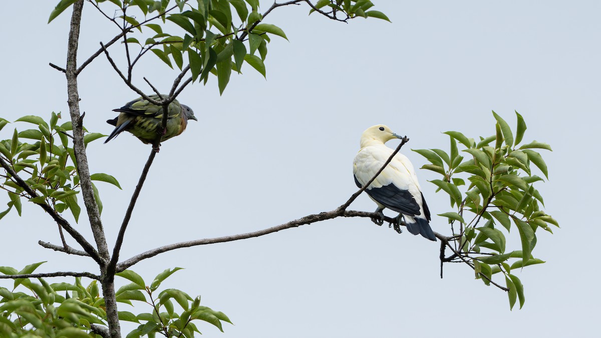 Pied Imperial-Pigeon - ML641962612
