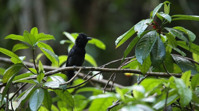 Black-hooded Antshrike - ML641962614
