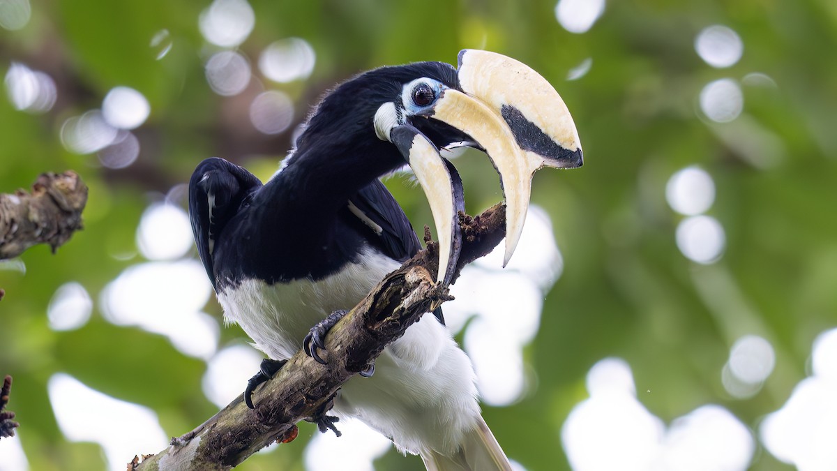 Oriental Pied-Hornbill - ML641962616