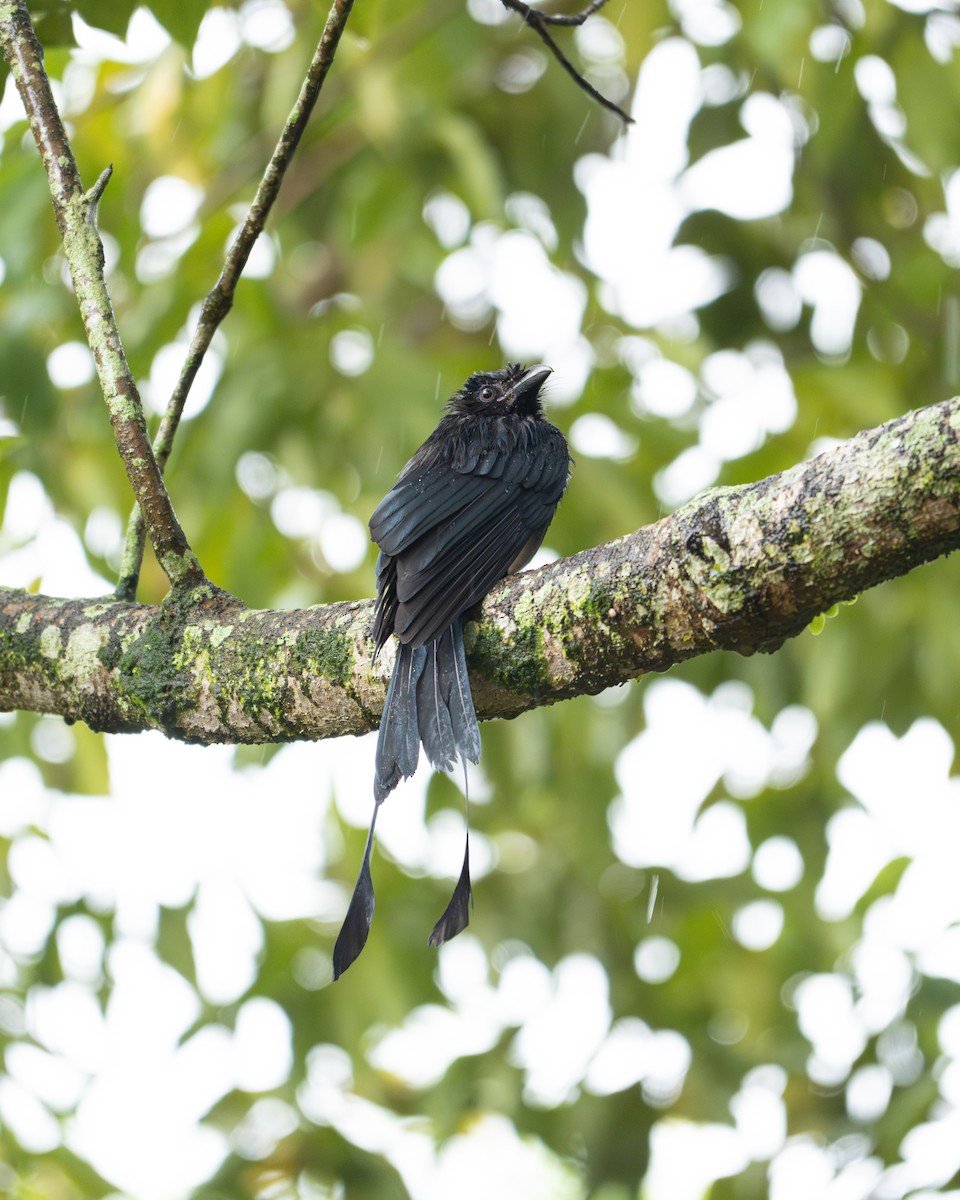 Greater Racket-tailed Drongo - ML641962618