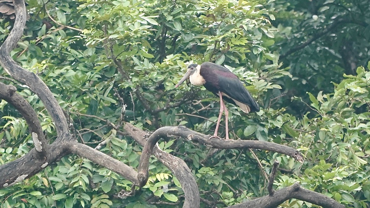 Asian Woolly-necked Stork - ML641962624