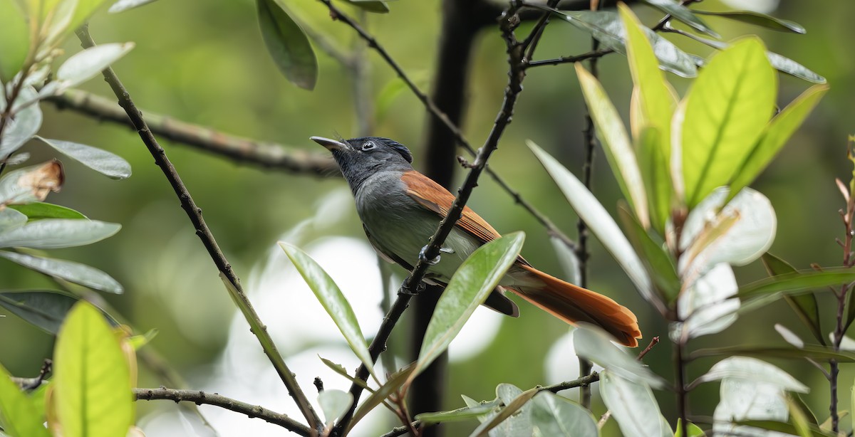 Blyth's Paradise-Flycatcher - ML641962625