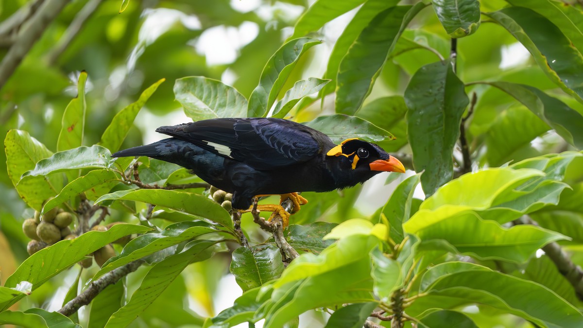 Common Hill Myna - ML641962628