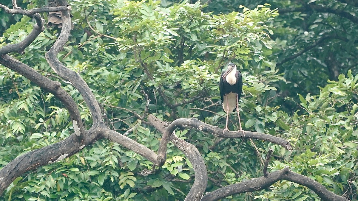 Asian Woolly-necked Stork - ML641962629