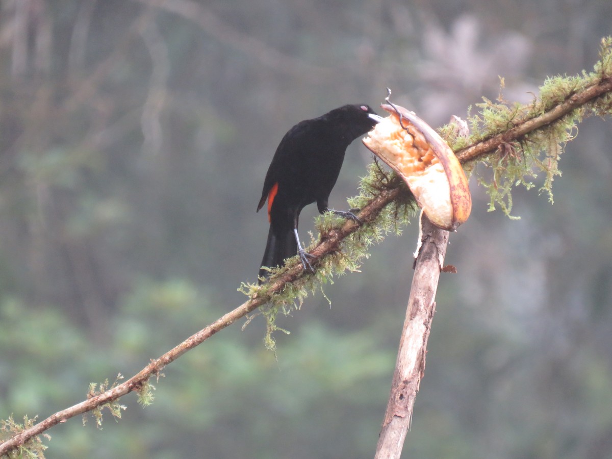 Flame-rumped Tanager - ML641962630