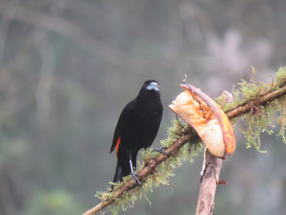 Slate-throated Redstart - ML641962631
