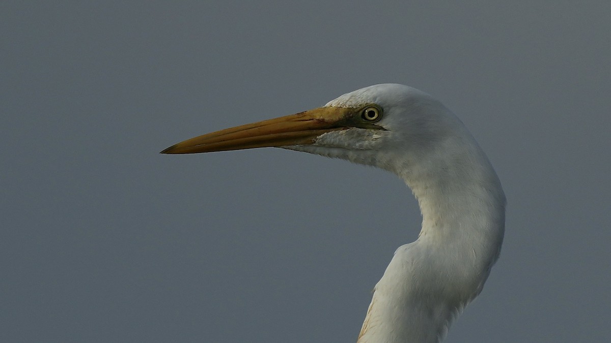 Great Egret - ML641962632