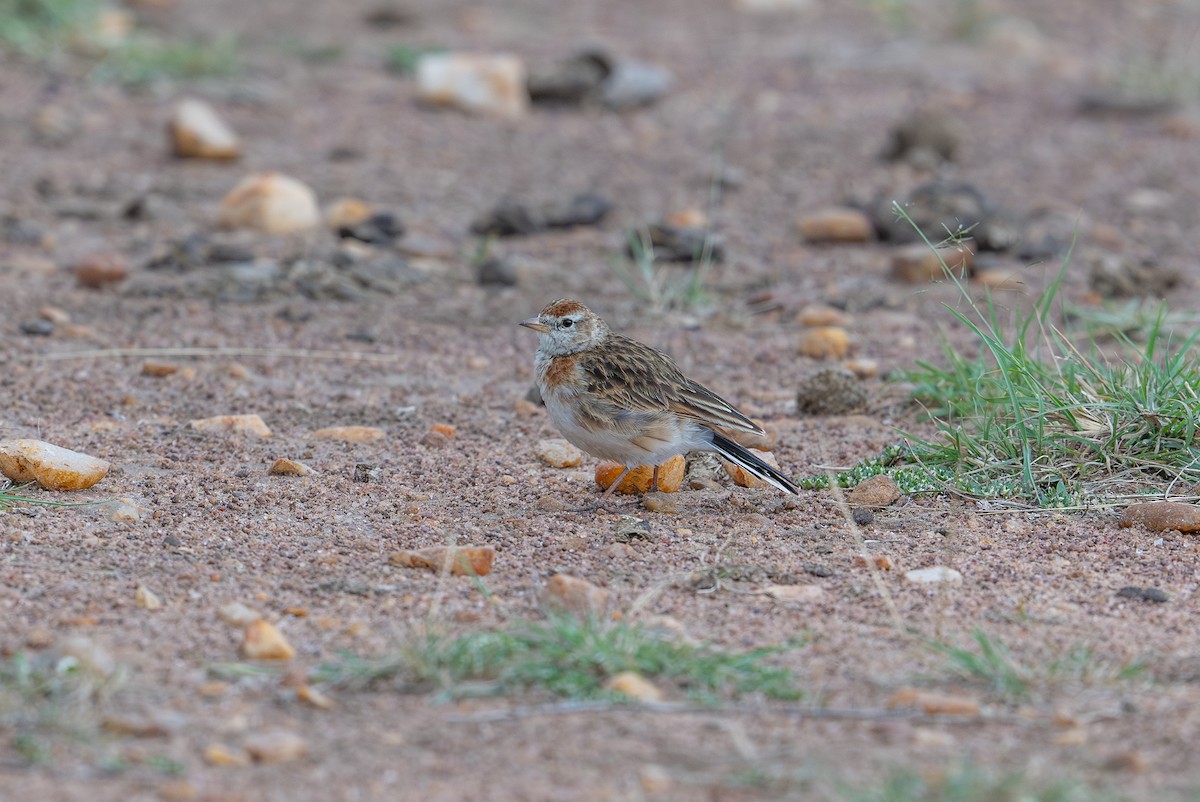 Red-capped Lark - ML641962634
