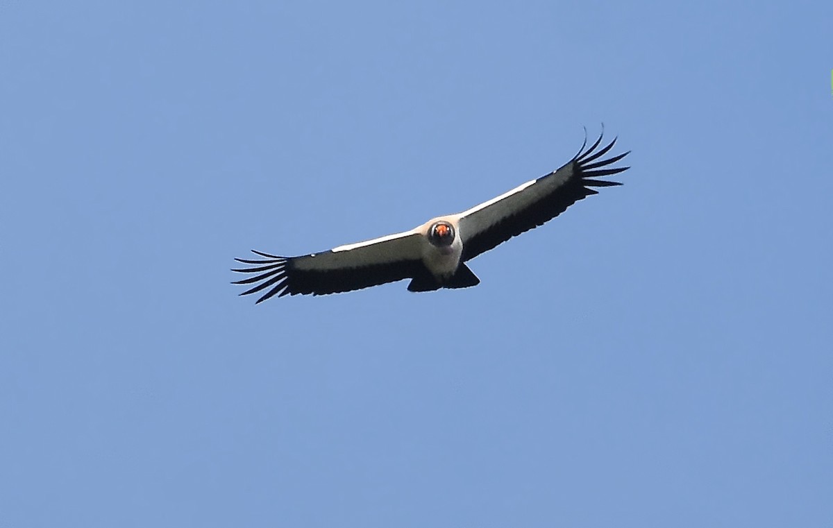 King Vulture - ML641962635