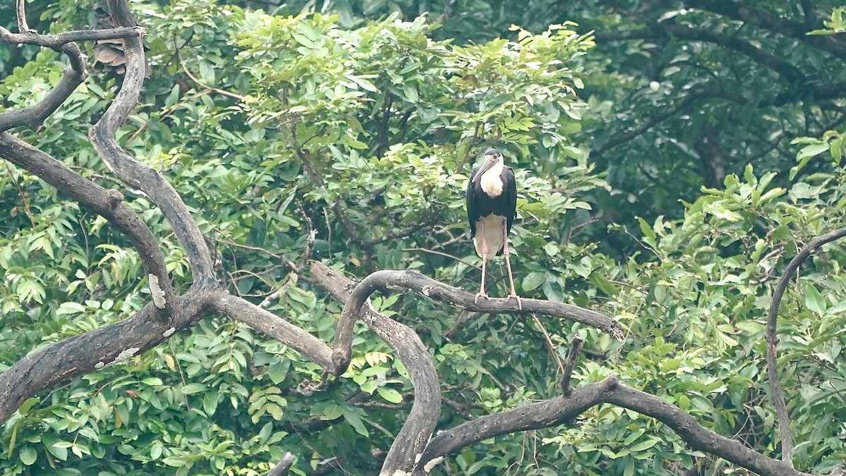 Asian Woolly-necked Stork - ML641962636