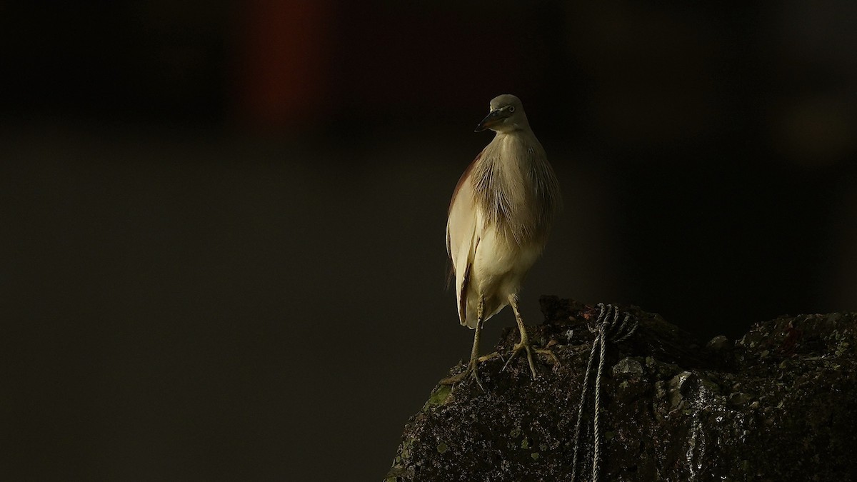 Indian Pond-Heron - ML641962637