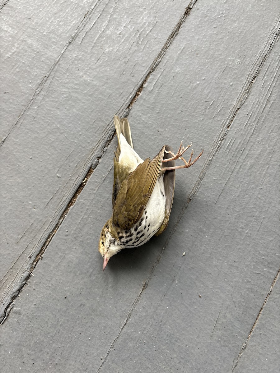 Ovenbird - ML641962638