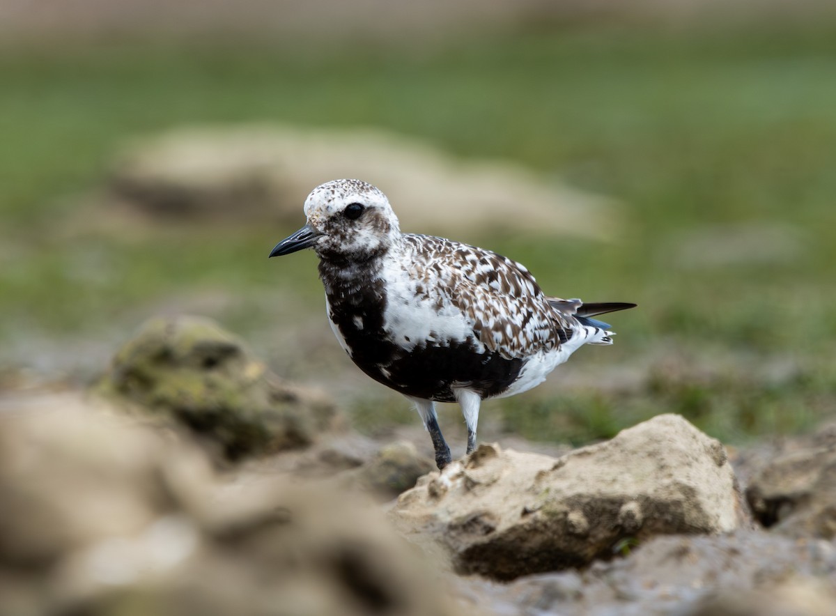Black-bellied Plover - ML641962661