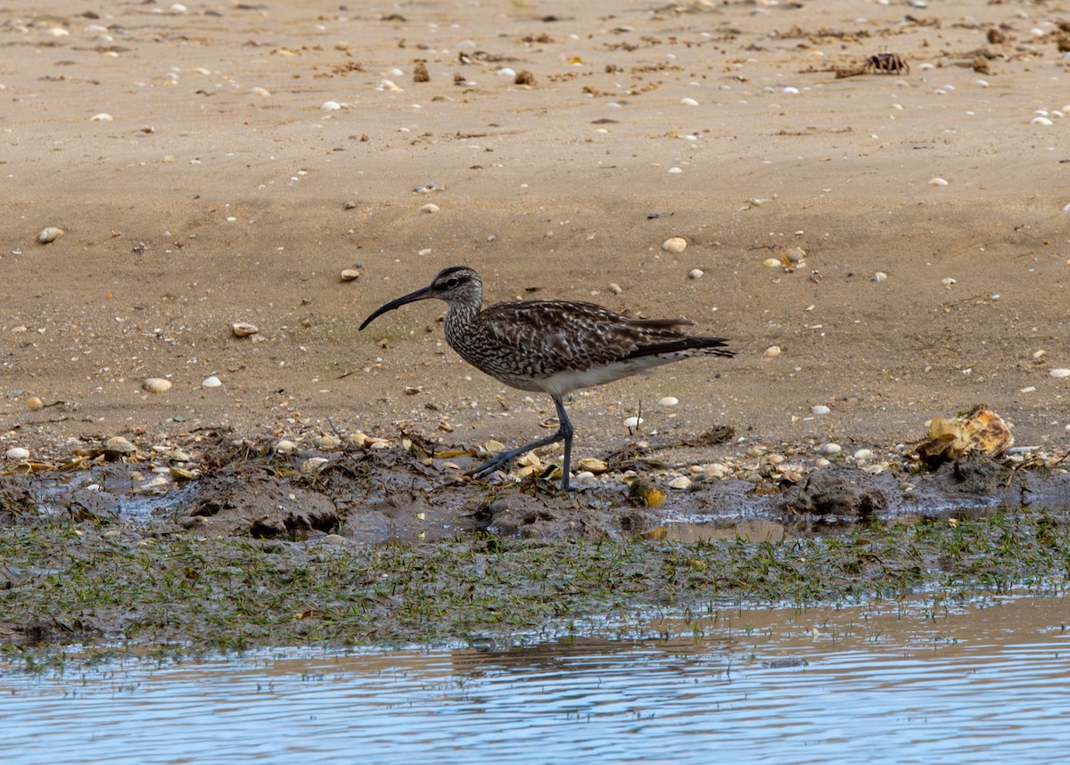 Whimbrel - ML641962667