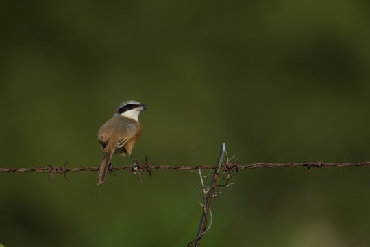 Brown Shrike (Philippine) - ML641962680
