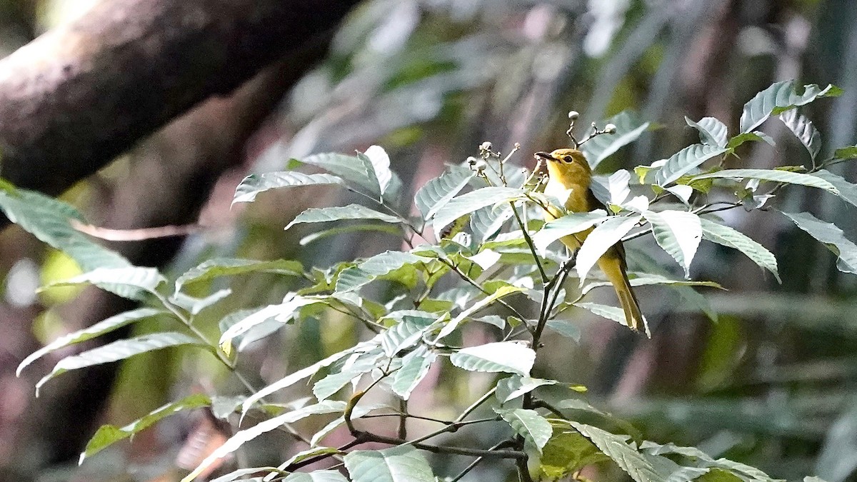 Bulbul à sourcils d'or - ML641962683