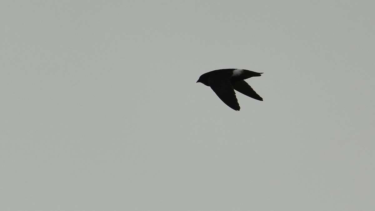 Little Swift - ML641962701
