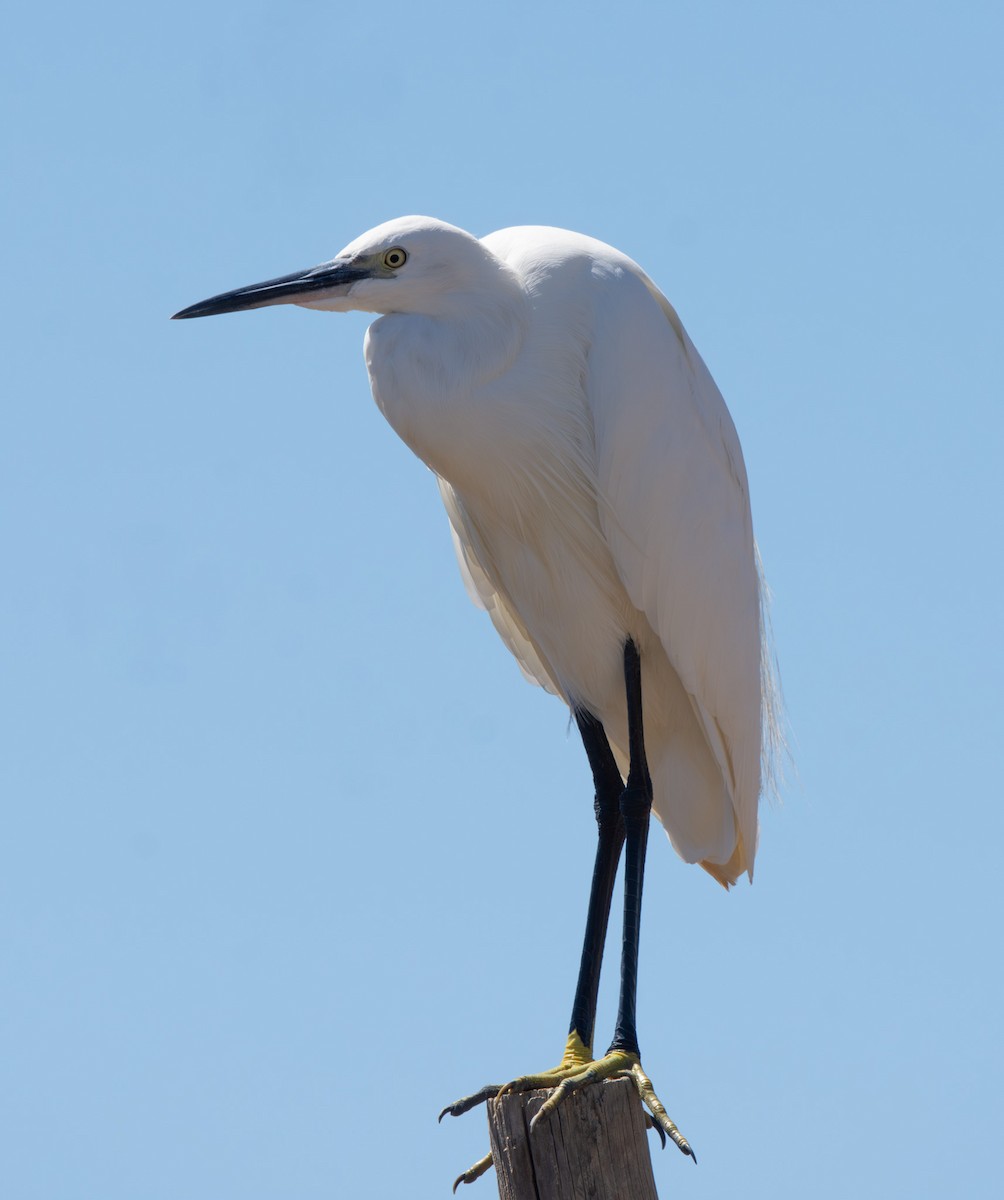 Little Egret - ML641962702
