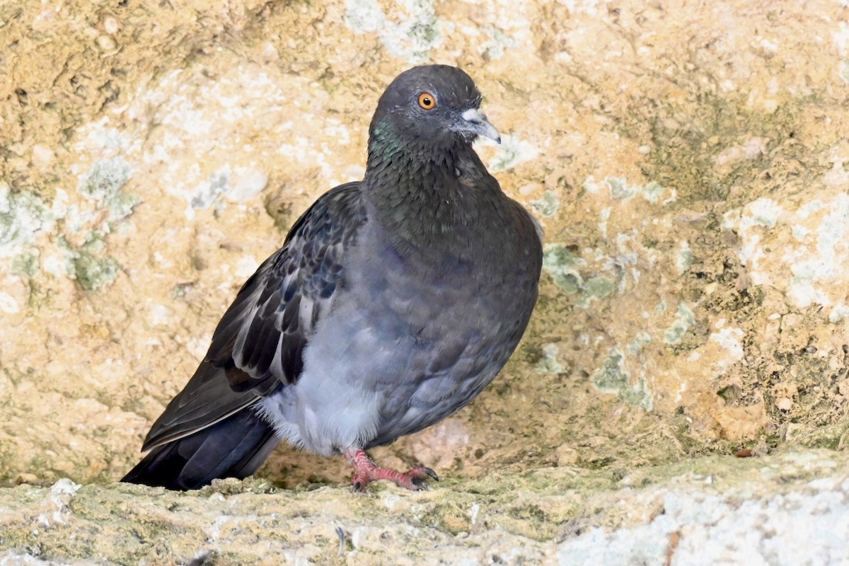 Rock Pigeon (Feral Pigeon) - ML641962725